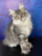 Denny Enchanted Kittens 1.jpg