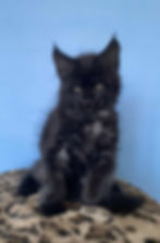 Useph Enchanted Kittens 4.jpg