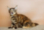 Viola Enchanted Kittens Taty (4).jpg