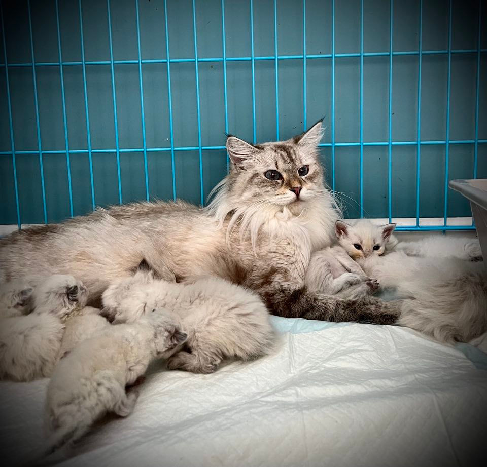 Ullianna Kittens 1.jpeg