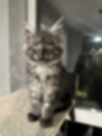 Stella Enchanted Kittens TS 2.jpg