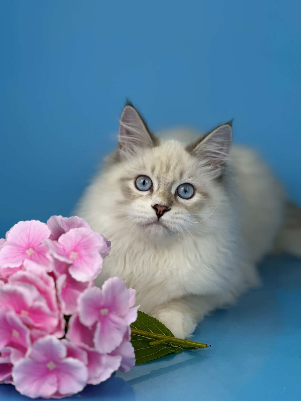 Windsor Enchanted Kittens A 3.jpg