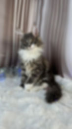 Brian Enchanted Kittens TS 7.jpg