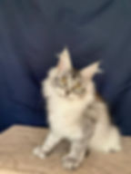 Devon Enchanted Kittens.jpg