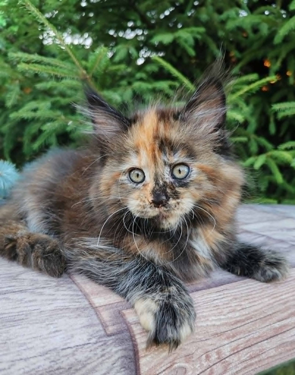 Brielle Enchanted Kittens Nat 1.jpg