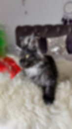 Stella Enchanted Kittens TS 3.jpg