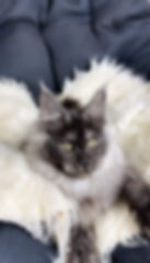 Xena Enchanted Kittens TS 1.jpg