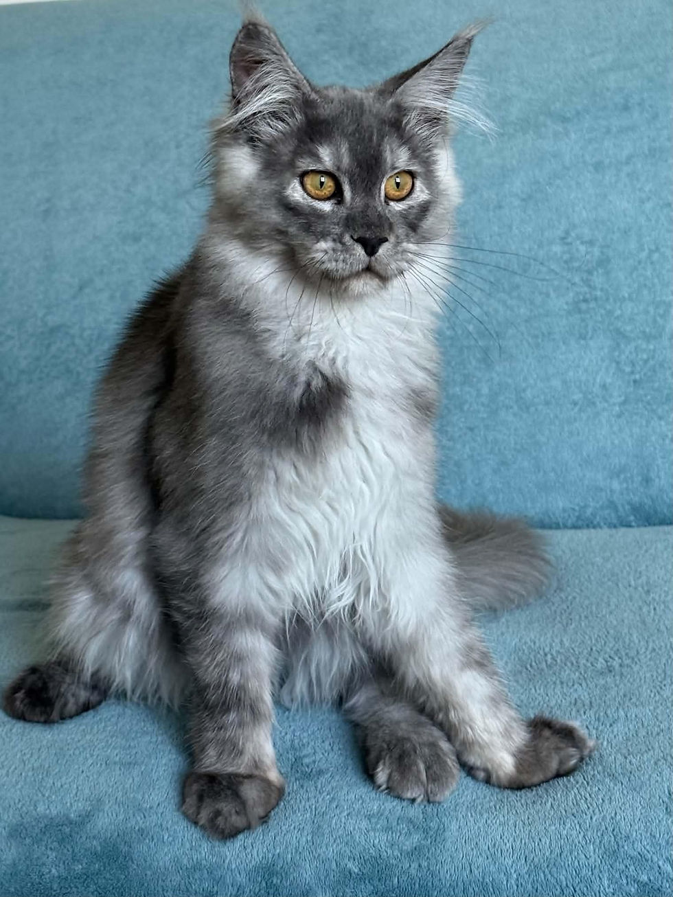 Stetson Enchanted Kittens Aina 2.jpg