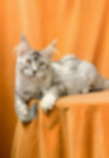 Olivia Taty Enchanted Kittens 1.jpg