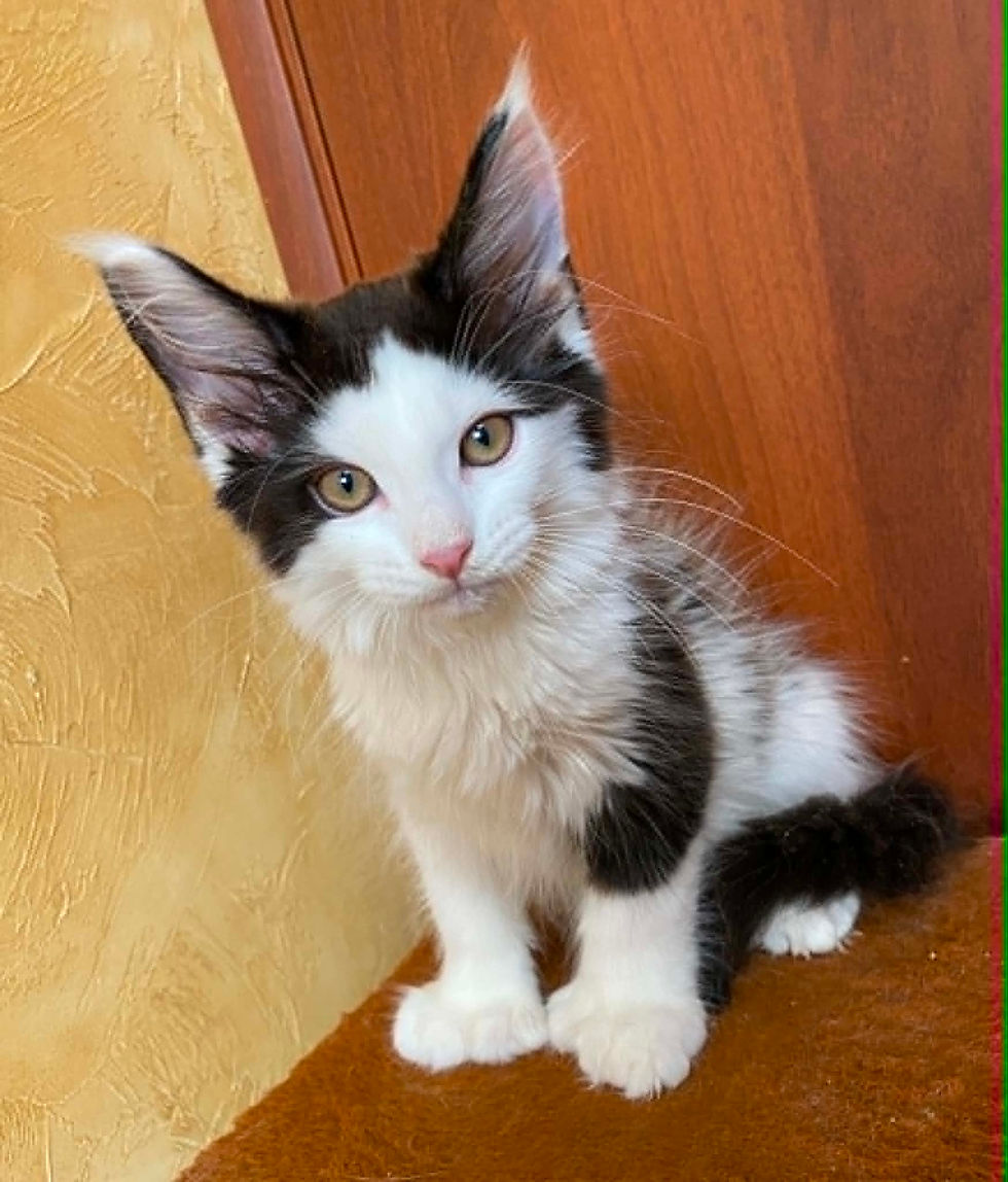 Eddy Enchanted Kittens LYUB 4.jpg