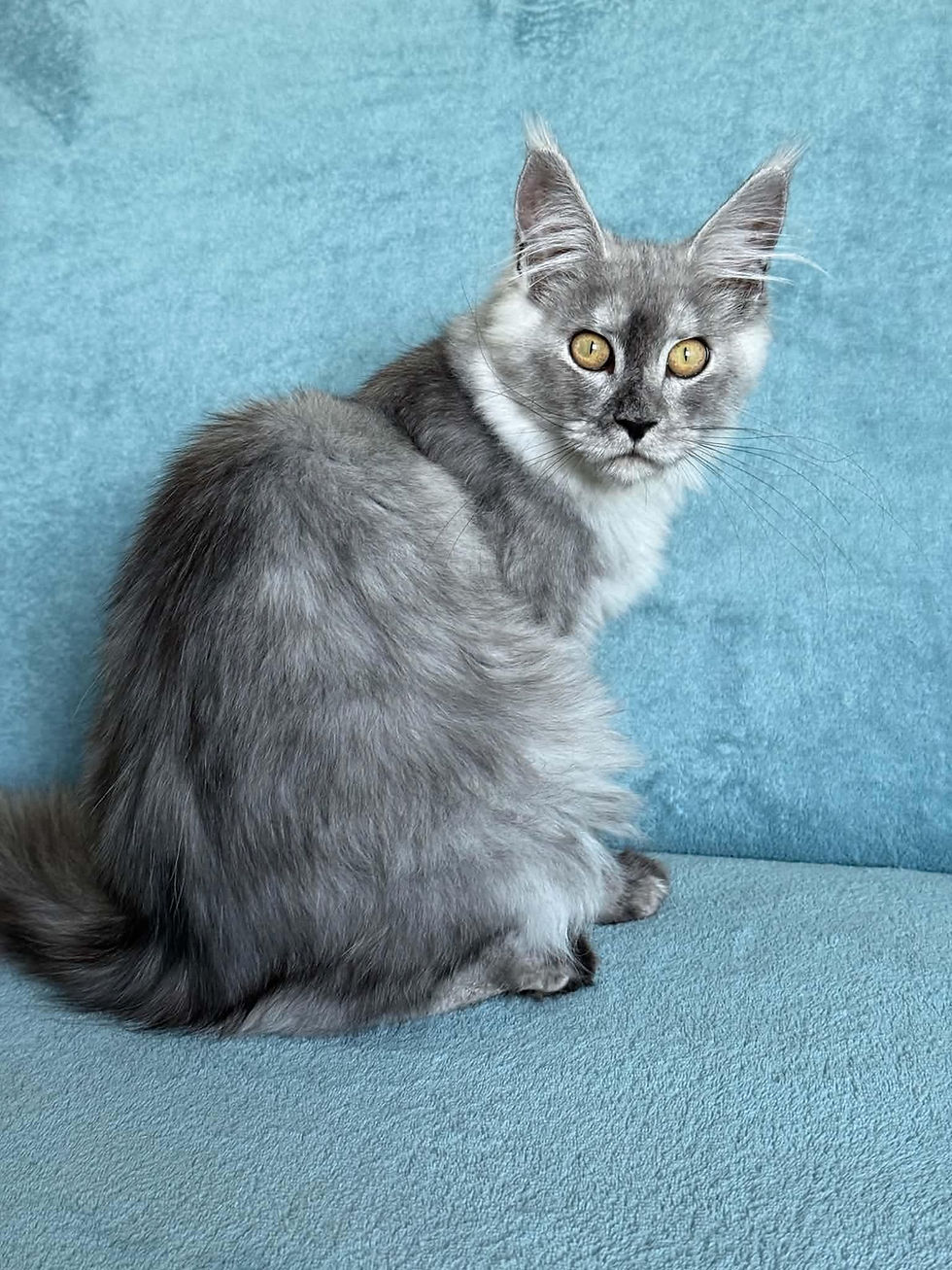 Solomon Enchanted Kittens Aina 3.jpg