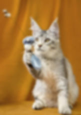 Pleiora Taty Enchanted Kittens 1.jpg
