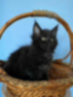 Umi Enchanted Kittens 3.jpg