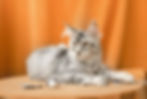 Olivia Taty Enchanted Kittens 4.jpg