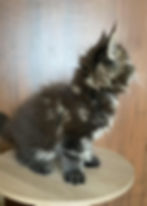 Viktor Enchanted Kittens Lyub 2.jpg
