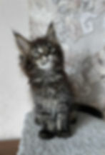 Vinko Enchanted Kittens Lyub.jpg