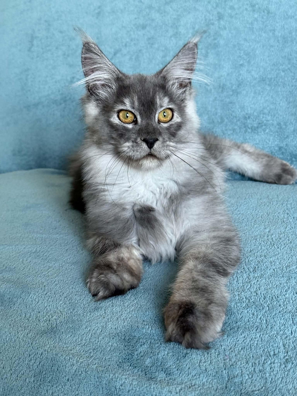 Stetson Enchanted Kittens Aina.jpg