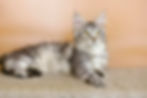 Virginia Enchanted Kittens Taty.jpg