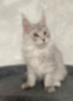 Zolden Enchanted Kittens Lyub 4.jpg