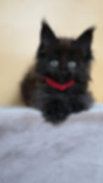 Naira Enchanted Kittens 2.jpg