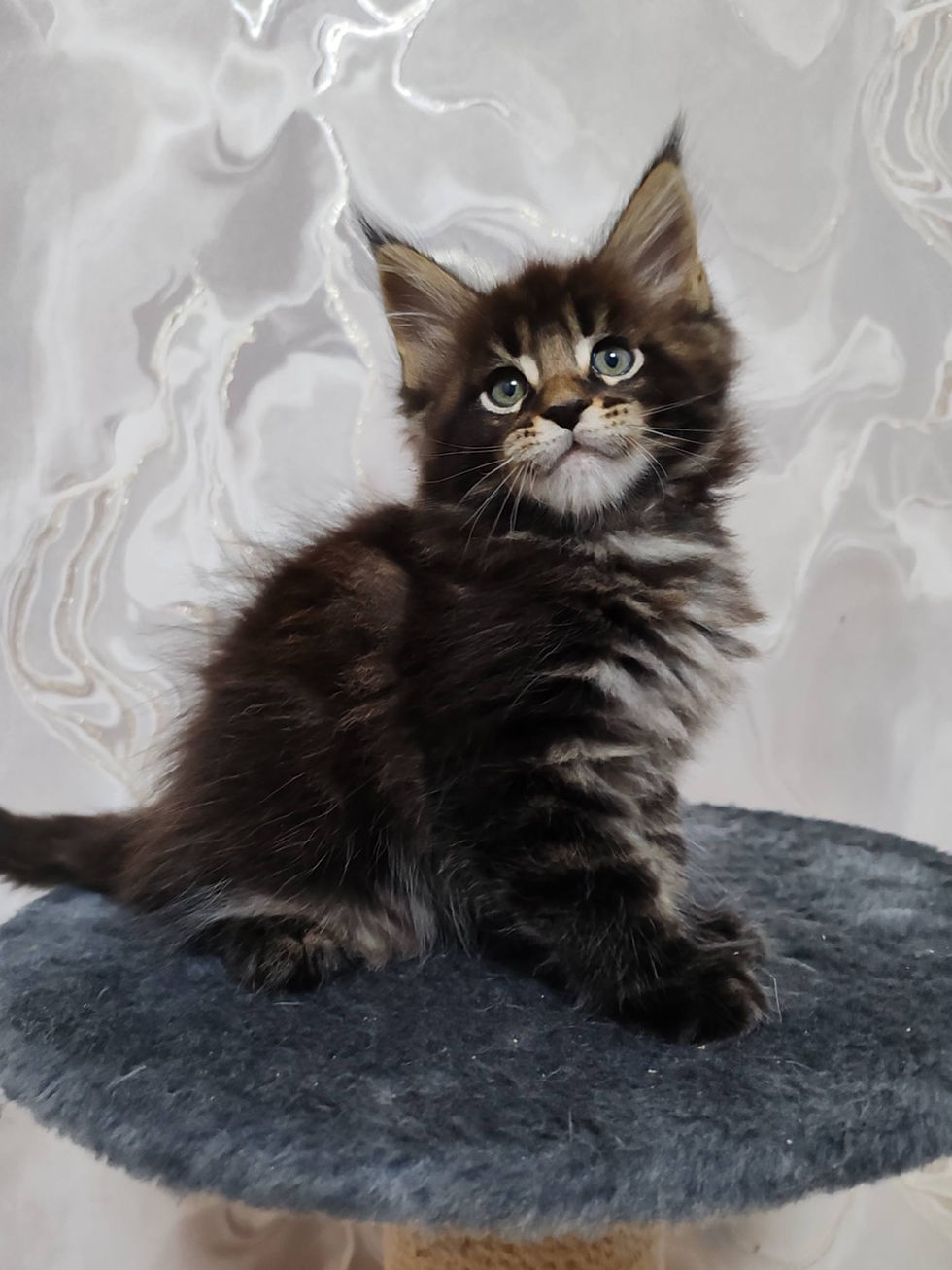 Danny Enchanted Kittens Nat.jpg