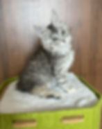 Victoria Enchanted Kittens Lyub 2.jpg