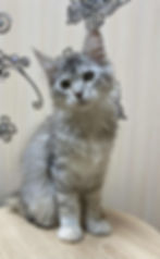 Victoria Enchanted Kittens Lyub 7.jpg