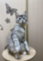 Victoria Enchanted Kittens Lyub 3.jpg