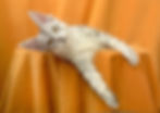 Rocky Taty Enchanted kittens 5.jpg