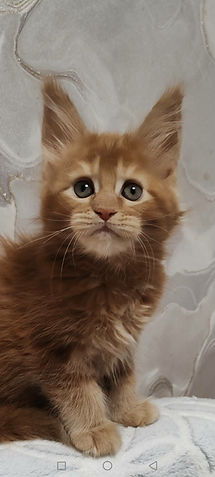 Enchanted Kittens Virginia