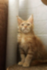 Biscotti Enchanted Kittens Taty 6.jpg