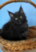Umi Enchanted Kittens 2.jpg