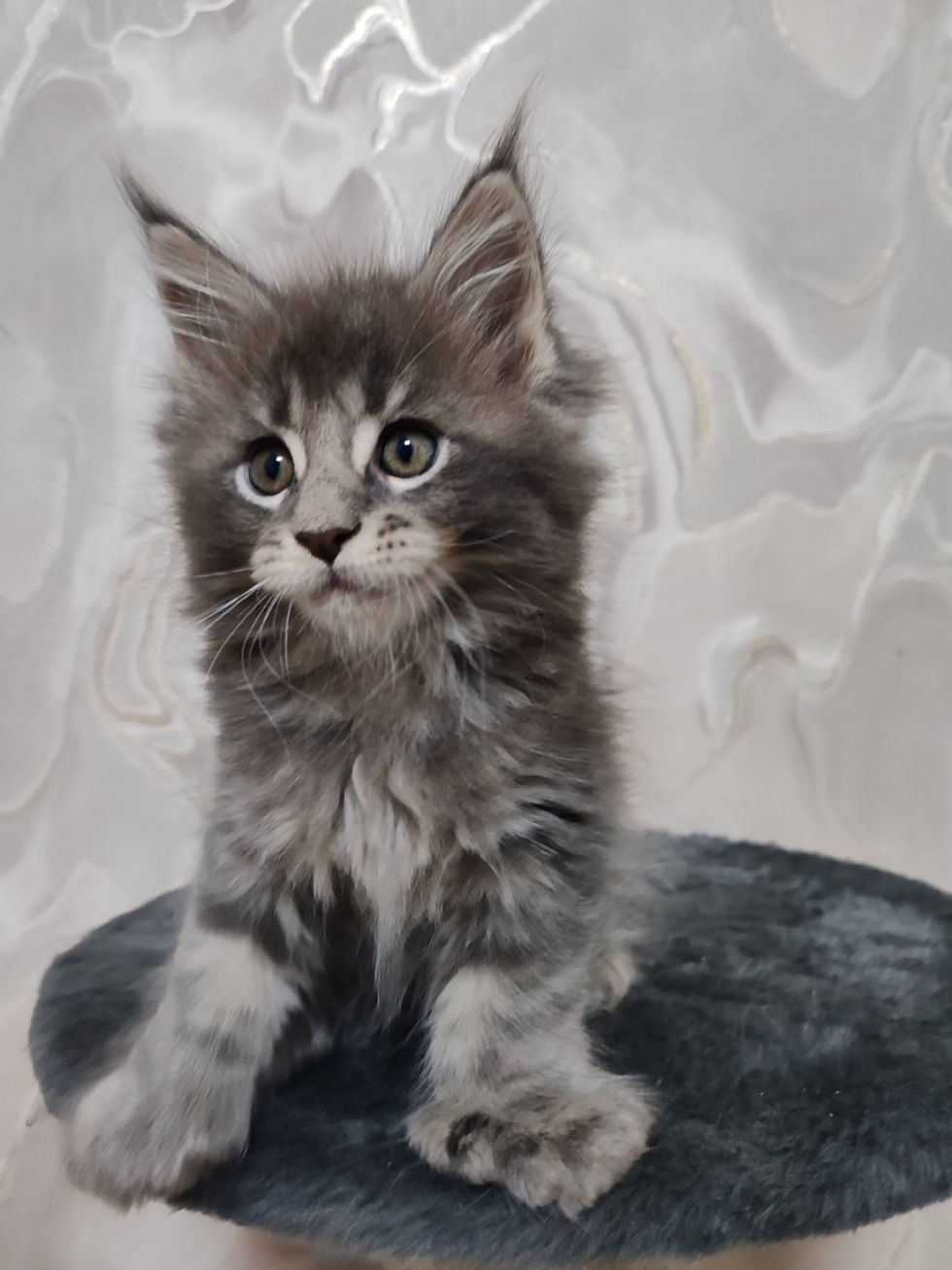 Darius Enchanted Kittens Nat 5.jpg