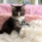 Chia Enchanted Kittens Demetra 2.jpeg