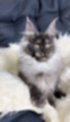 Xena Enchanted Kittens TS.jpg