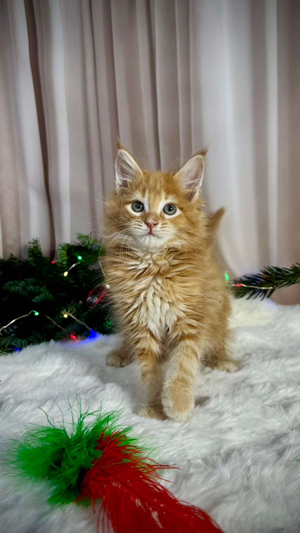 Jazz Enchanted Kittens TS 6.jpg