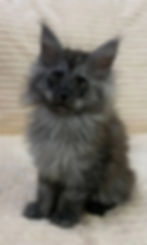 Renae Enchanted Kittens Lyub 2.jpg