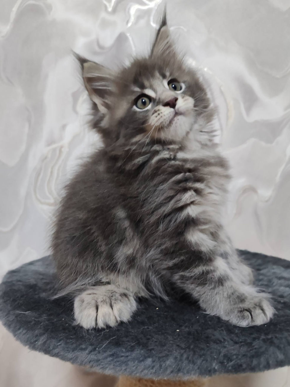 Darius Enchanted Kittens Nat 3.jpg