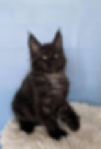 Urli Enchanted Kittens 5.jpg