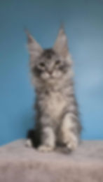 Ricci Enchanted Kittens Obzha 6.jpg