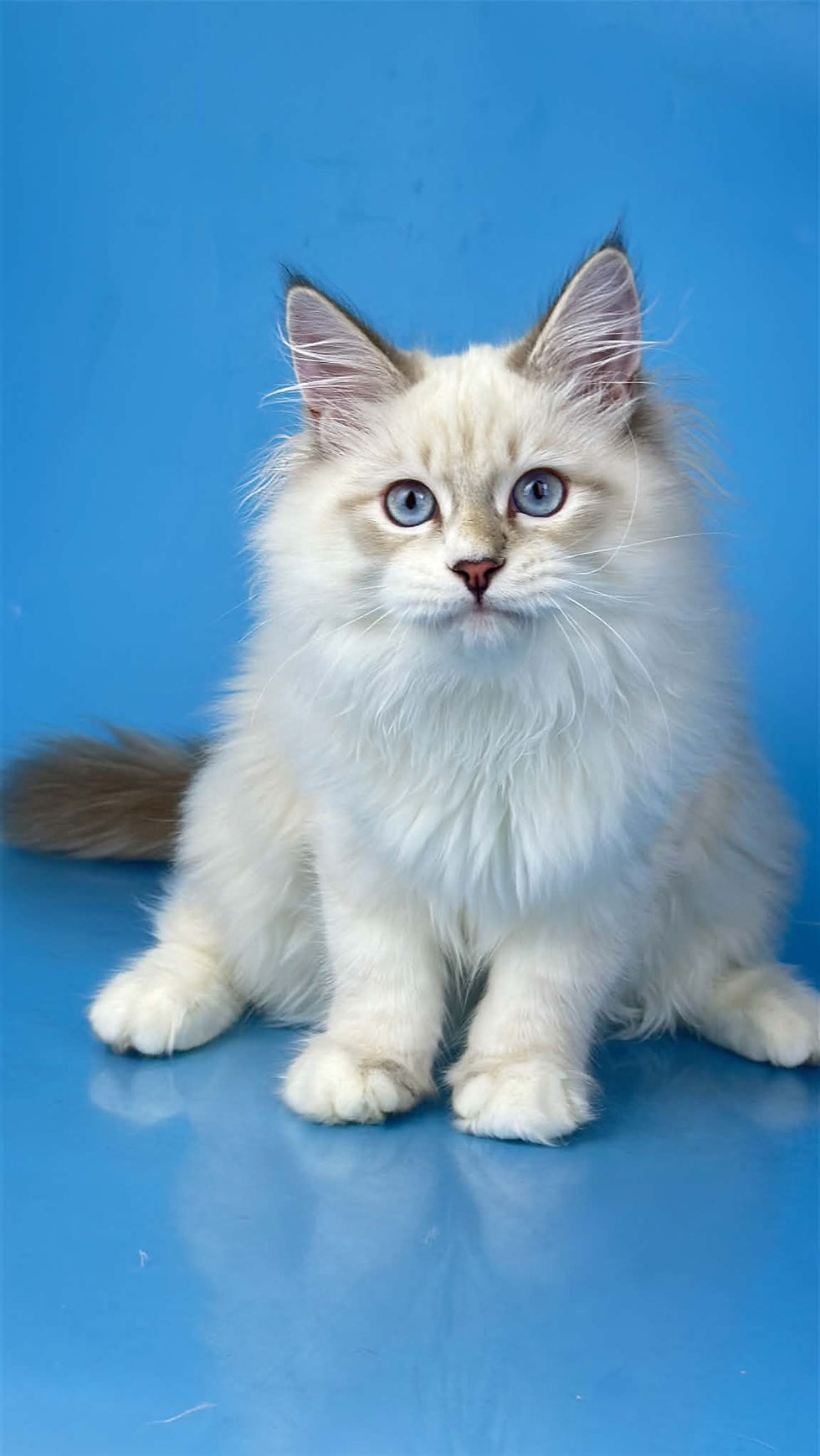 Windsor Enchanted Kittens A.jpg