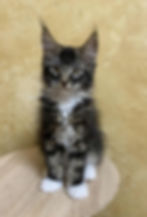 Vincent Enchanted Kittens Lyub 5.jpg