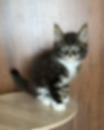 Vincent Enchanted Kittens Lyub 5.jpg