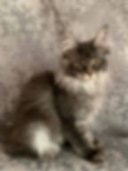 Dahlia Enchanted Kittens 2.jpg