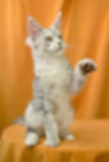 Rocky Taty Enchanted kittens 6.jpg