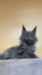 Nika Enchanted Kittens O.jpg