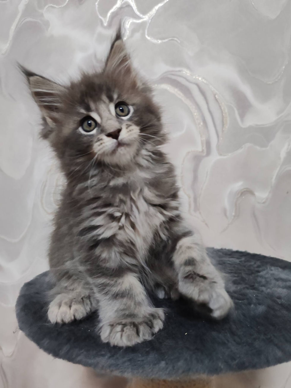 Darius Enchanted Kittens Nat 2.jpg