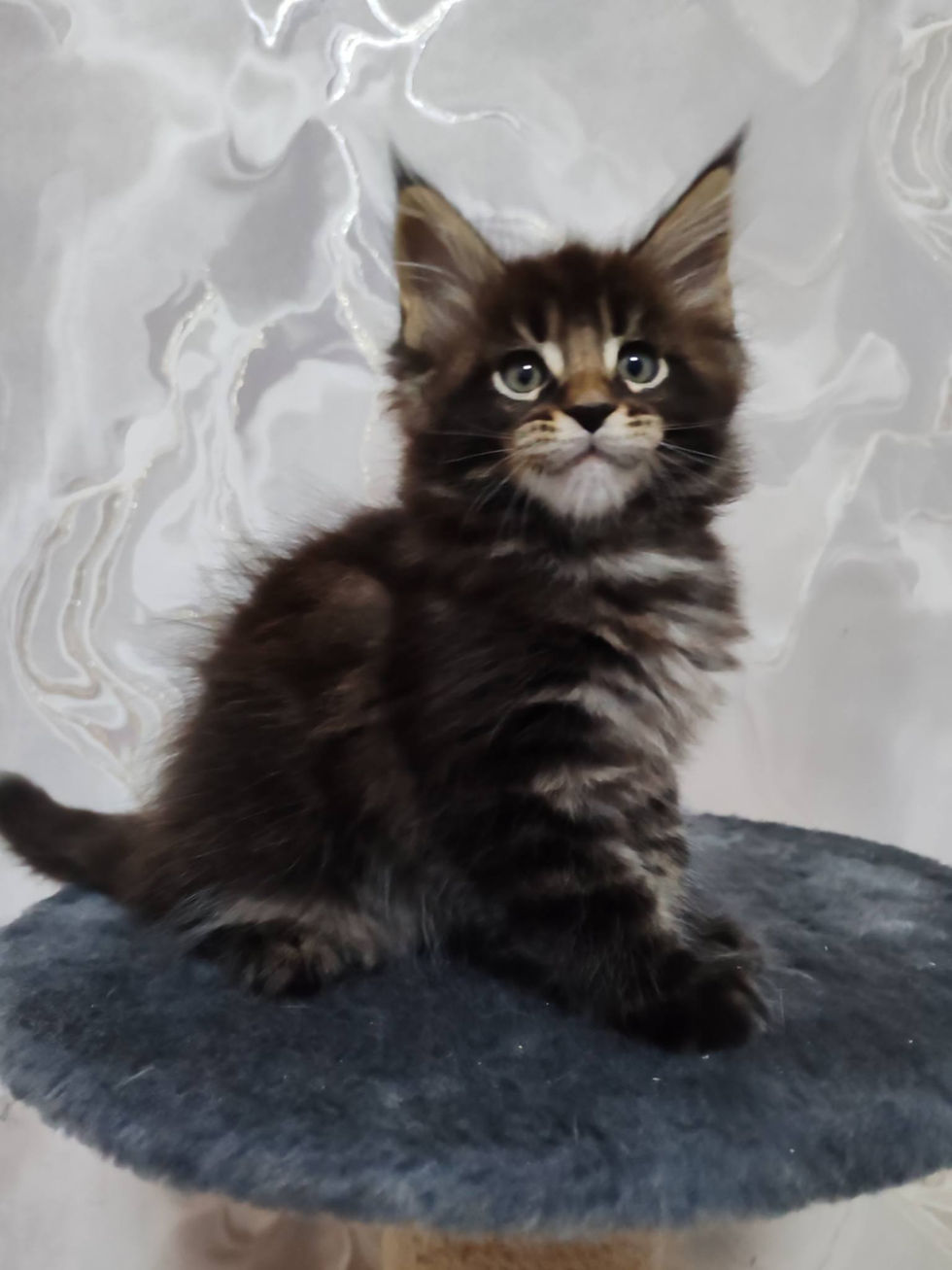 Danny Enchanted Kittens Nat 2.jpg