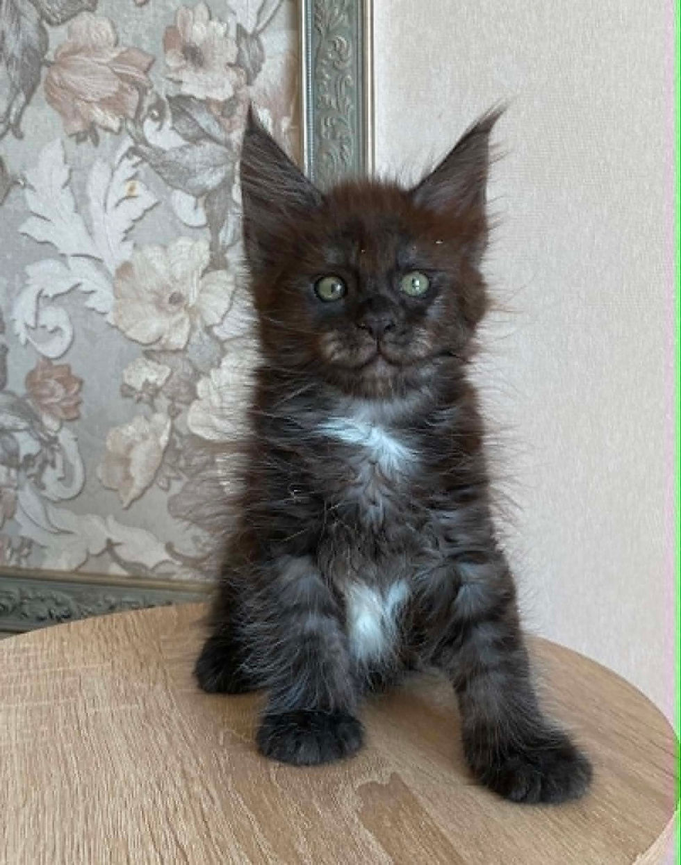 Felicity Enchanted Kittens LYUB.jpg