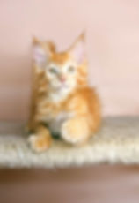 Xantos Enchanted Kittens taty (5).jpg